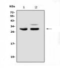 Anti-PDCD10 Antibody Picoband®