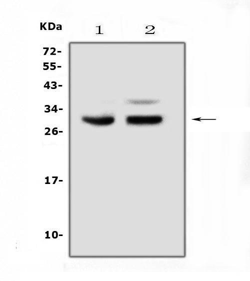 Anti-PDCD10 Antibody Picoband®