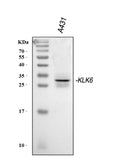 Anti-Kallikrein 6/KLK6 Antibody Picoband®