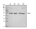 Anti-MDMX/MDM4 Antibody Picoband®