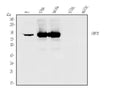 Anti-PKC gamma/PRKCG Antibody Picoband®