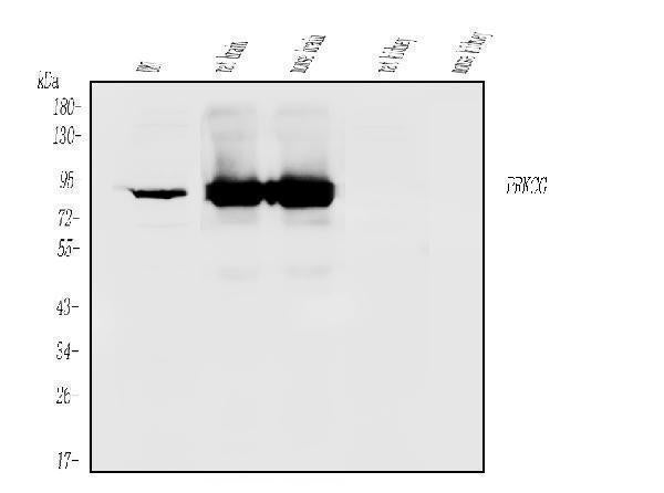 Anti-PKC gamma/PRKCG Antibody Picoband®