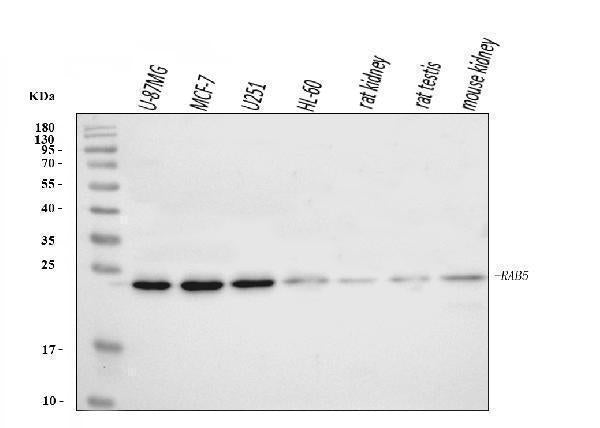Anti-RAB5A/B/C Antibody Picoband®