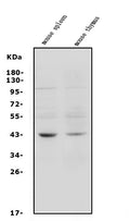 Anti-C5a-R/C5ar1 Antibody Picoband®