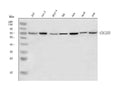 Anti-CDC25B Antibody Picoband®