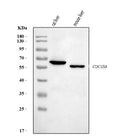 Anti-Cdc25b Antibody Picoband®