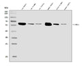 Anti-CAMKIV/Camk4 Antibody Picoband®