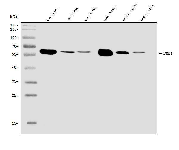 Anti-CAMKIV/Camk4 Antibody Picoband®