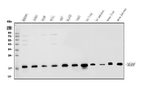 Anti-GABARAP Antibody Picoband®