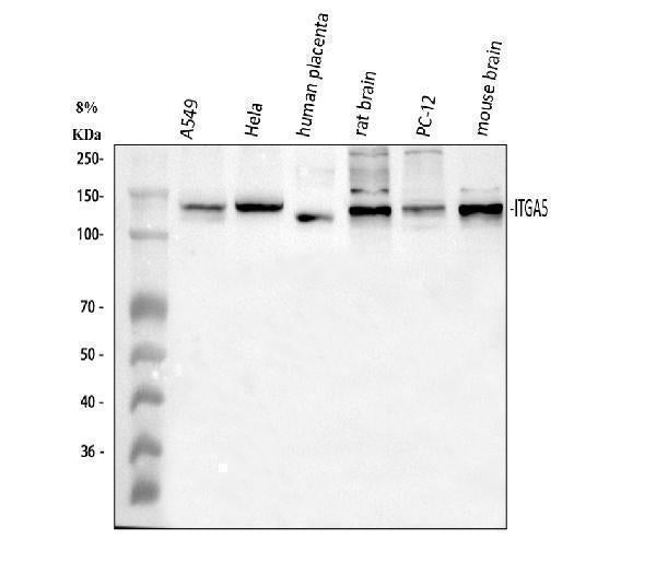 Anti-Integrin alpha 5/ITGA5 Antibody Picoband®
