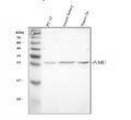 Anti-NMU Antibody Picoband®