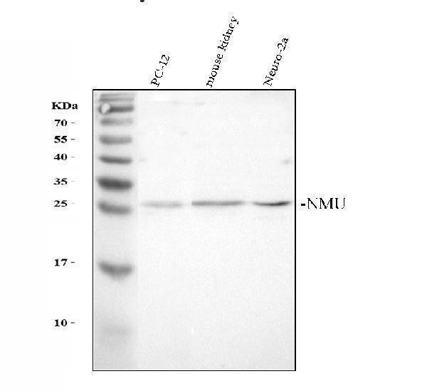 Anti-NMU Antibody Picoband®
