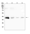 Anti-RP2 Antibody Picoband®