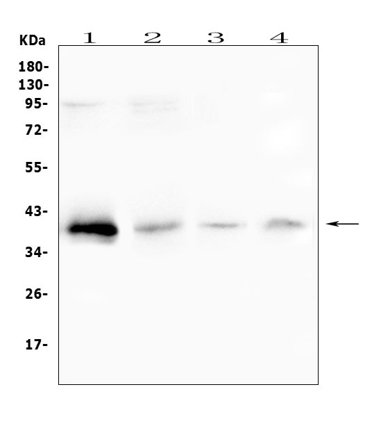 Anti-RP2 Antibody Picoband®