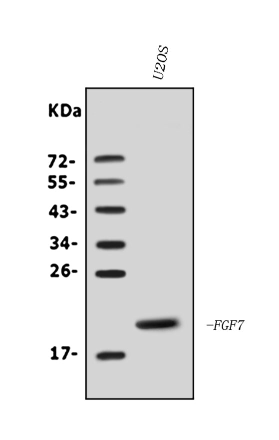 Anti-KGF/FGF7 Antibody Picoband®