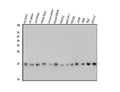 Anti-TTC11/FIS1 Antibody Picoband®