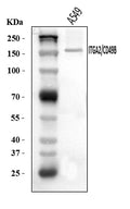 Anti-Integrin alpha 2/ITGA2 Antibody Picoband®