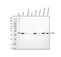 Anti-CHMP2B Antibody Picoband®