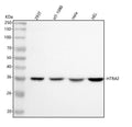 Anti-HTRA2 Antibody Picoband®