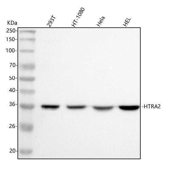 Anti-HTRA2 Antibody Picoband®