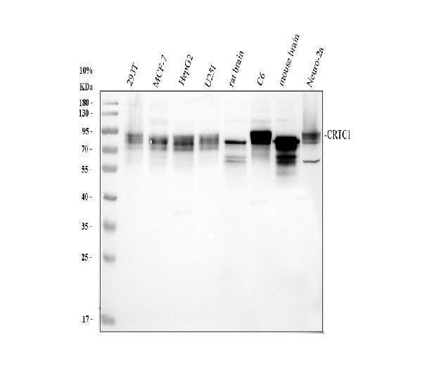 Anti-TORC1/CRTC1 Antibody Picoband®