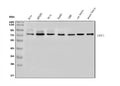 Anti-TORC1/CRTC1 Antibody Picoband®