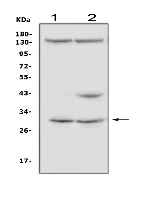 Anti-IGFBP5 Antibody Picoband®