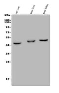 Anti-GPCR TGR5/GPBAR1 Antibody Picoband®