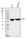 Anti-GPCR TGR5/GPBAR1 Antibody Picoband®