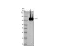 Anti-TYRP1 Antibody Picoband®