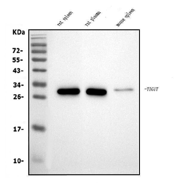 Anti-Tigit Antibody Picoband®