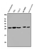 Anti-Lin28/LIN28A Antibody Picoband®