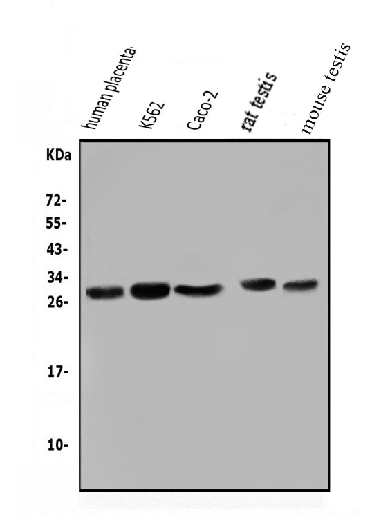Anti-Lin28/LIN28A Antibody Picoband®
