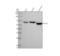 Anti-MFSD2A Antibody Picoband®