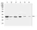 Anti-SFRP1 Antibody Picoband®
