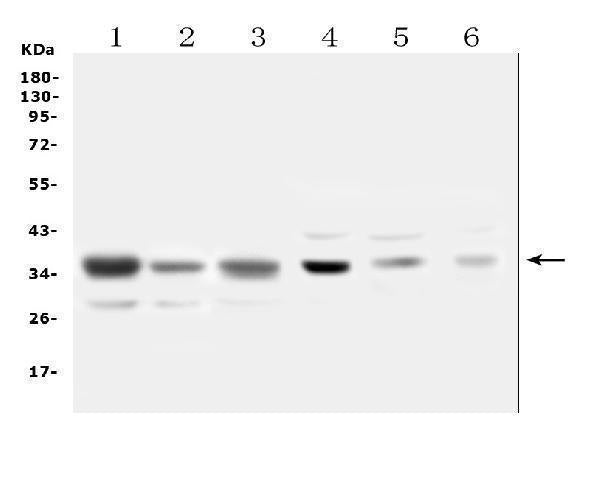 Anti-SFRP1 Antibody Picoband®