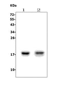 Anti-FAT10/UBD Picoband® Antibody