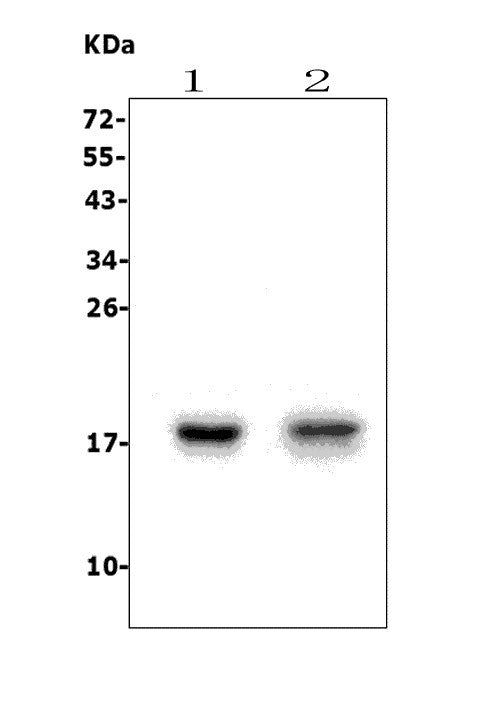 Anti-FAT10/UBD Picoband® Antibody