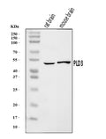 Anti-PLD3 Antibody Picoband®