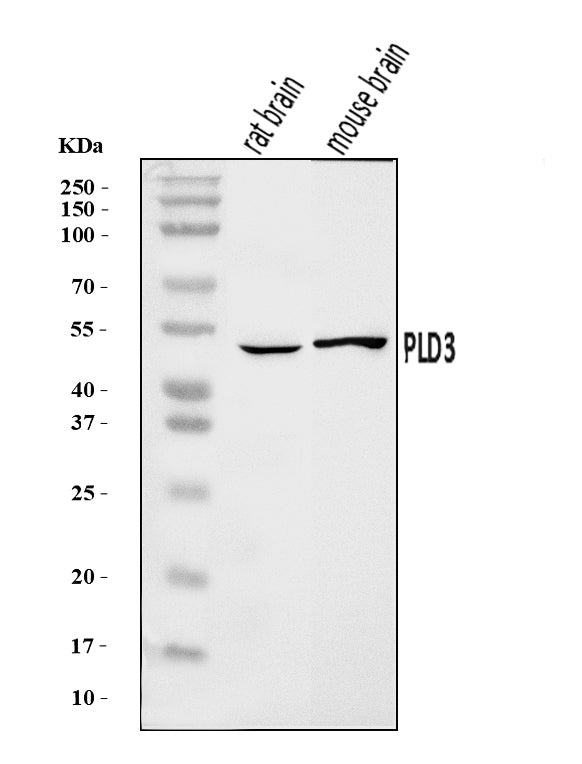 Anti-PLD3 Antibody Picoband®
