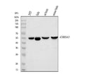 Anti-Nicotinic Acetylcholine Receptor alpha 3/CHRNA3 Antibody Picoband®