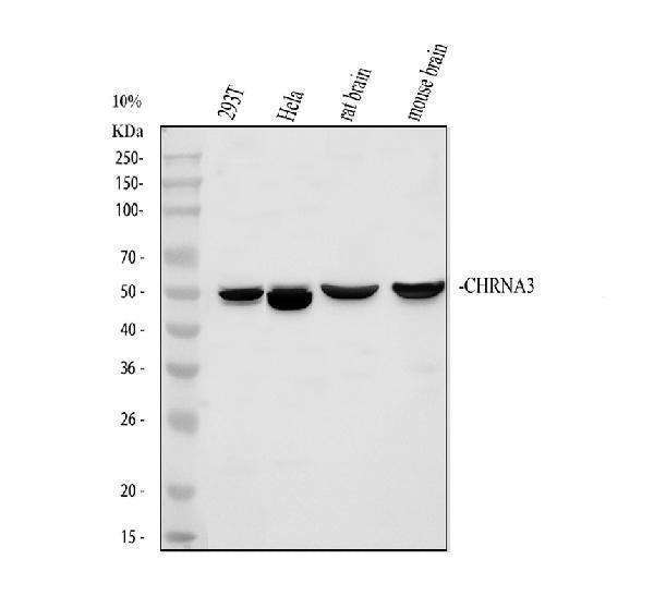 Anti-Nicotinic Acetylcholine Receptor alpha 3/CHRNA3 Antibody Picoband®