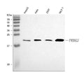 Anti-peroxiredoxin 2/PRDX2 Antibody Picoband®