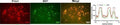Anti-PROX1 Antibody Picoband®