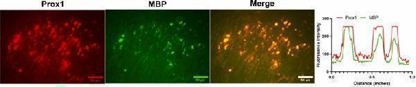 Anti-PROX1 Antibody Picoband®