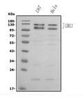 Anti-H Cadherin/CDH13 Antibody Picoband®