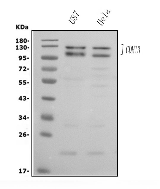 Anti-H Cadherin/CDH13 Antibody Picoband®