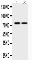 Anti-GAB1 Antibody Picoband®