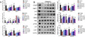 Anti-Nephrin/NPHS1 Antibody Picoband®