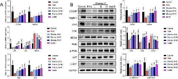 Anti-Nephrin/NPHS1 Antibody Picoband®